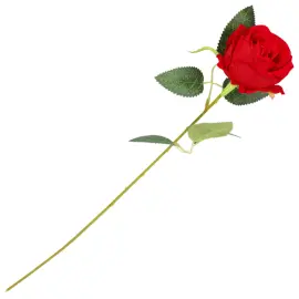 R&oslash;d Rose 50 cm