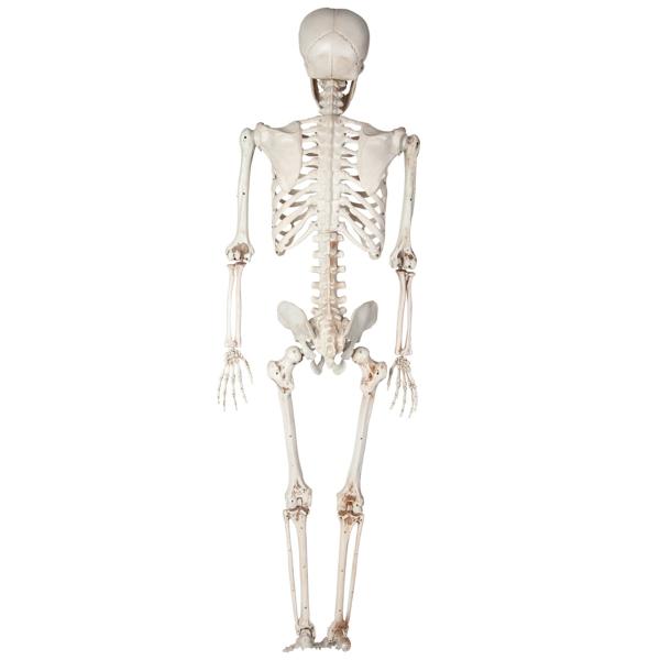 Hengende Bøyelig Skjelett 90 cm