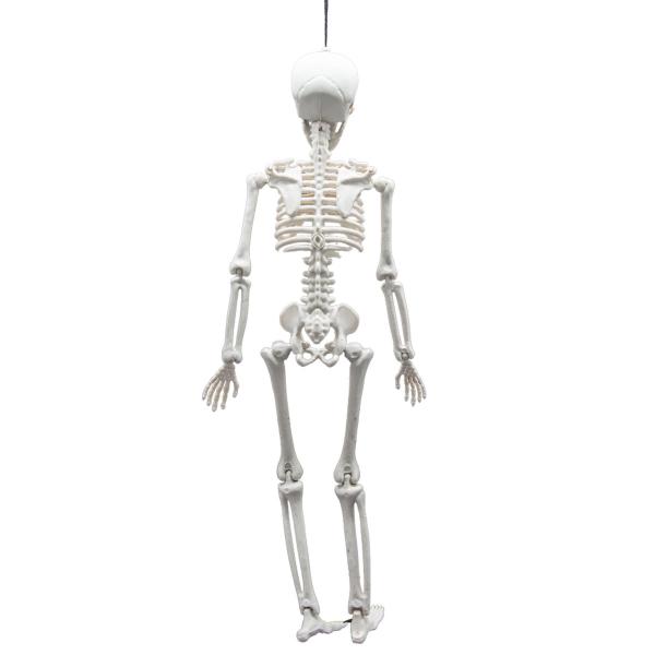 Hengende Bøybart Skjelett Prop